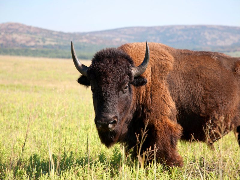 A photograph of a bull buffalo on a reserve in Oklahoma.
