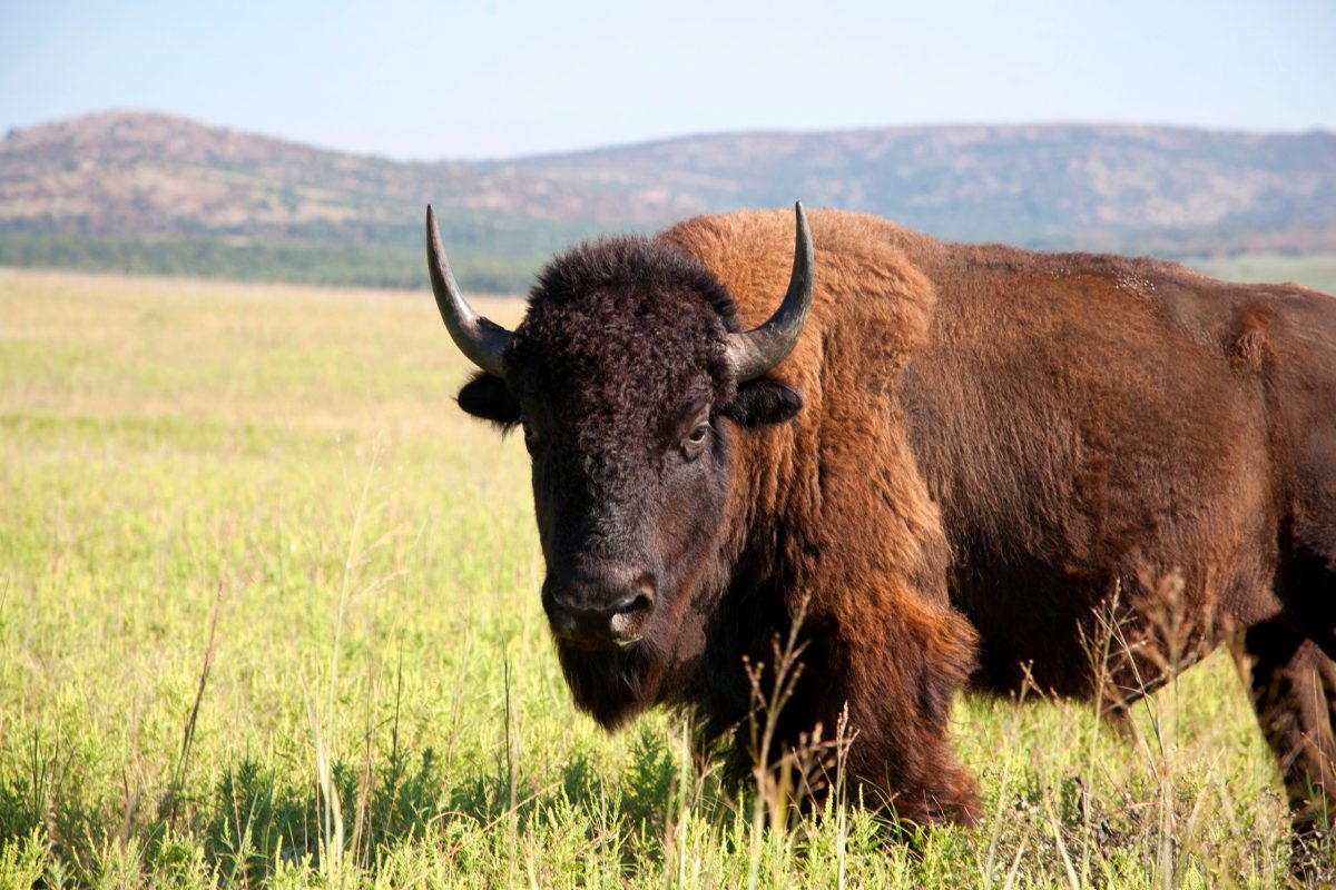 A photograph of a bull buffalo on a reserve in Oklahoma.