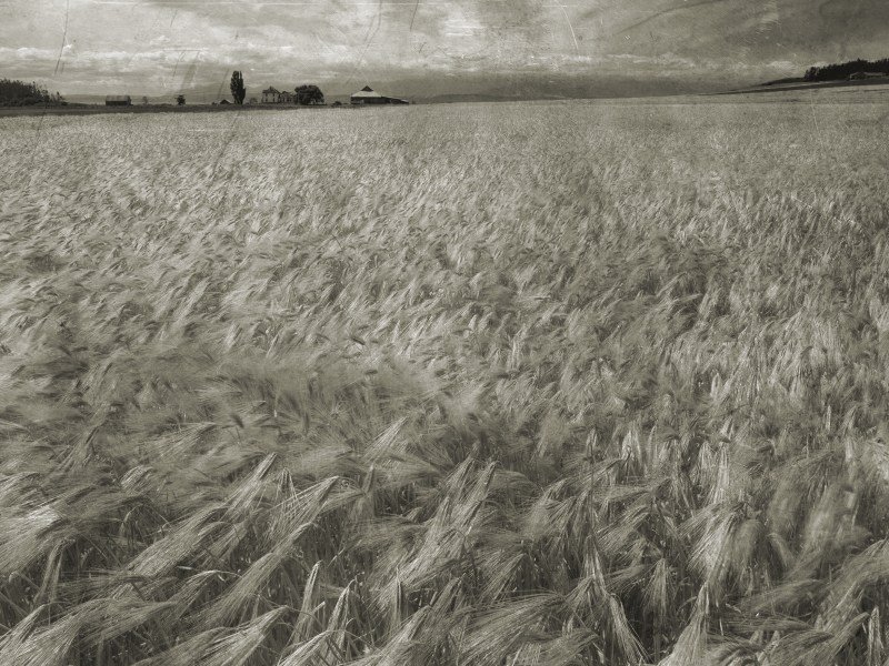Amber waves of grain on Whidbey Island, WA