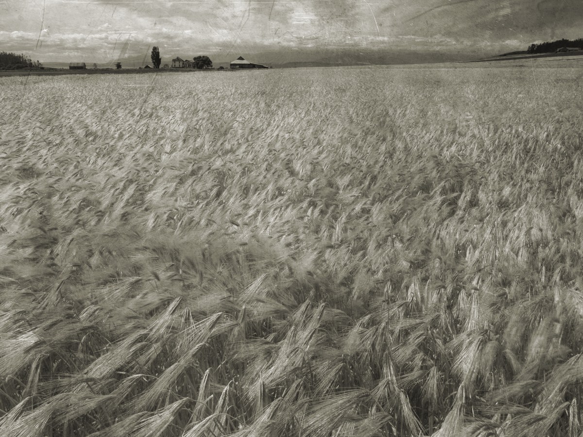 Amber waves of grain on Whidbey Island, WA