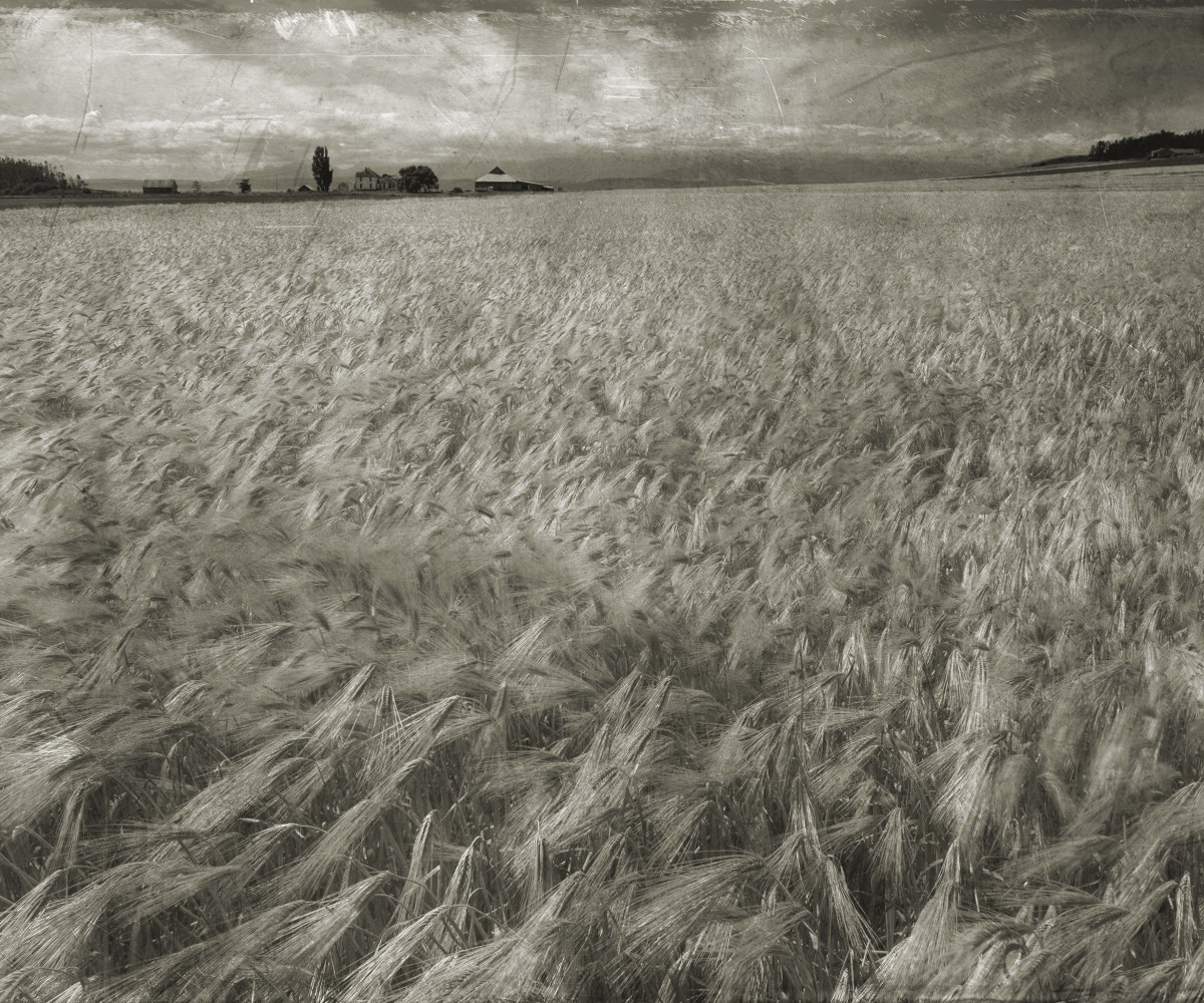 Amber waves of grain on Whidbey Island, WA