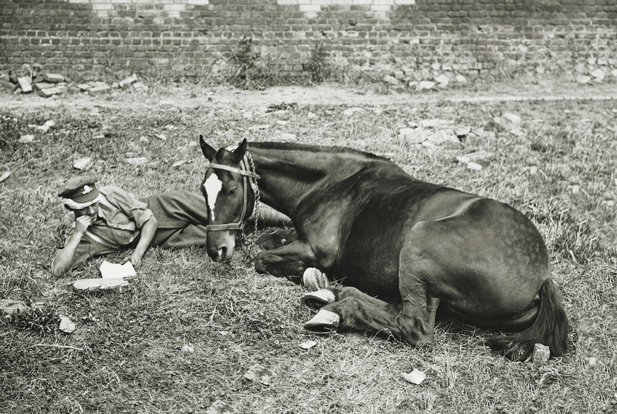 ww1-royal-vets-horse-relax