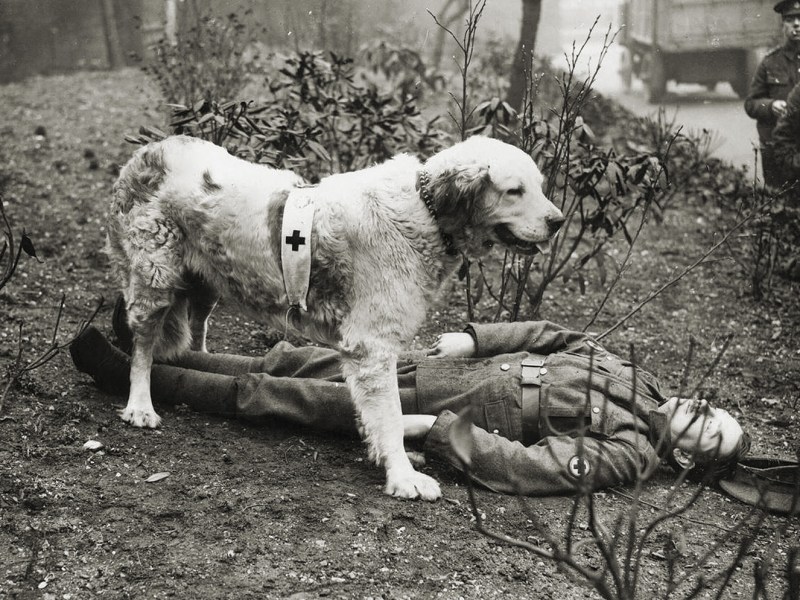dog-training-ww1