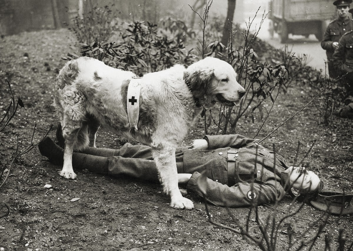 dog-training-ww1