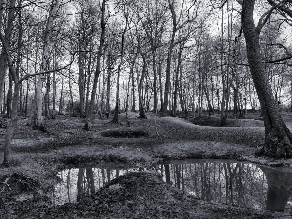 ypres-battered-forest