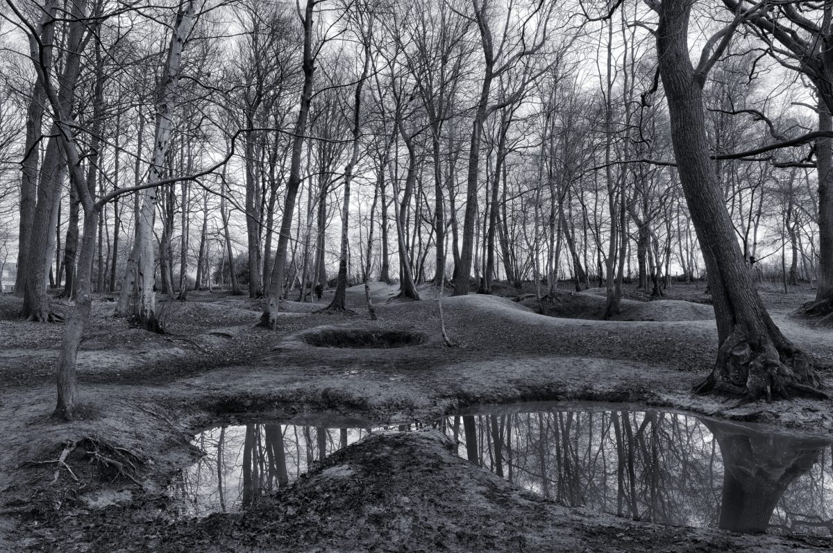 ypres-battered-forest