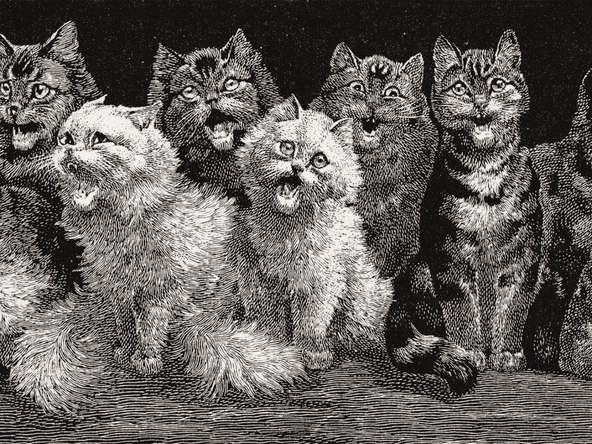 Group of meowing cats