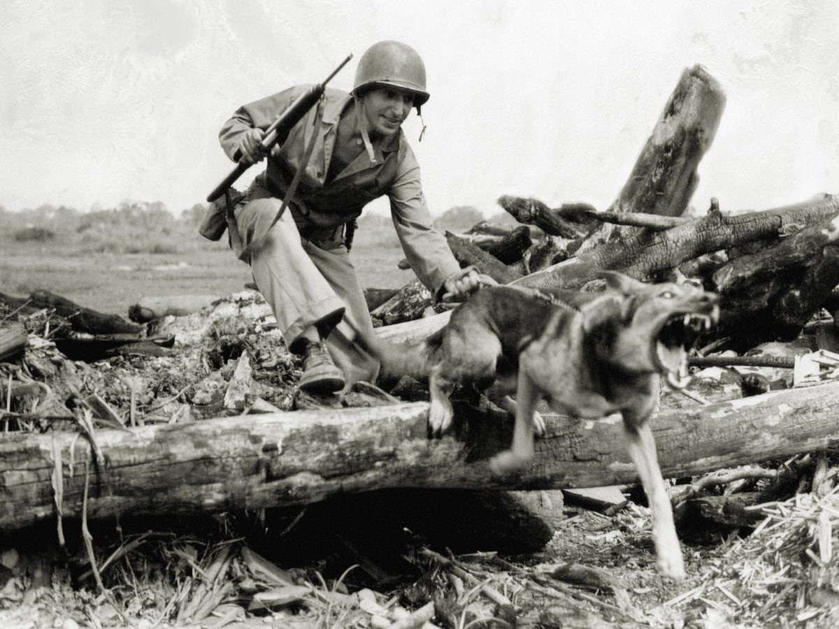 ww2-war-dogs-train